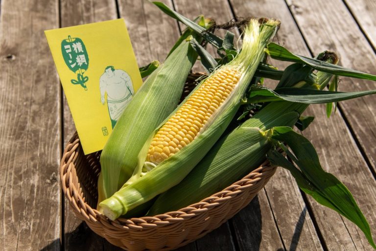 Experience Harvesting Rare, Ultra-Sweet Raw Corn