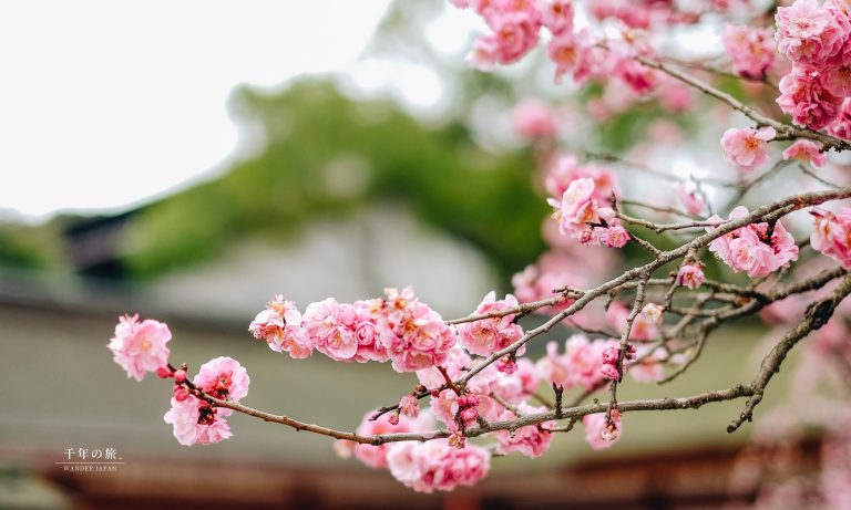 【Non-government initiatives】 A Thousand Year Journey