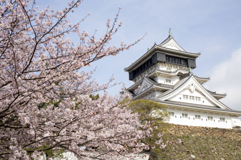 Spring Flowers in Kitakyushu: When and Where to See Cherry Blossoms and Wisteria