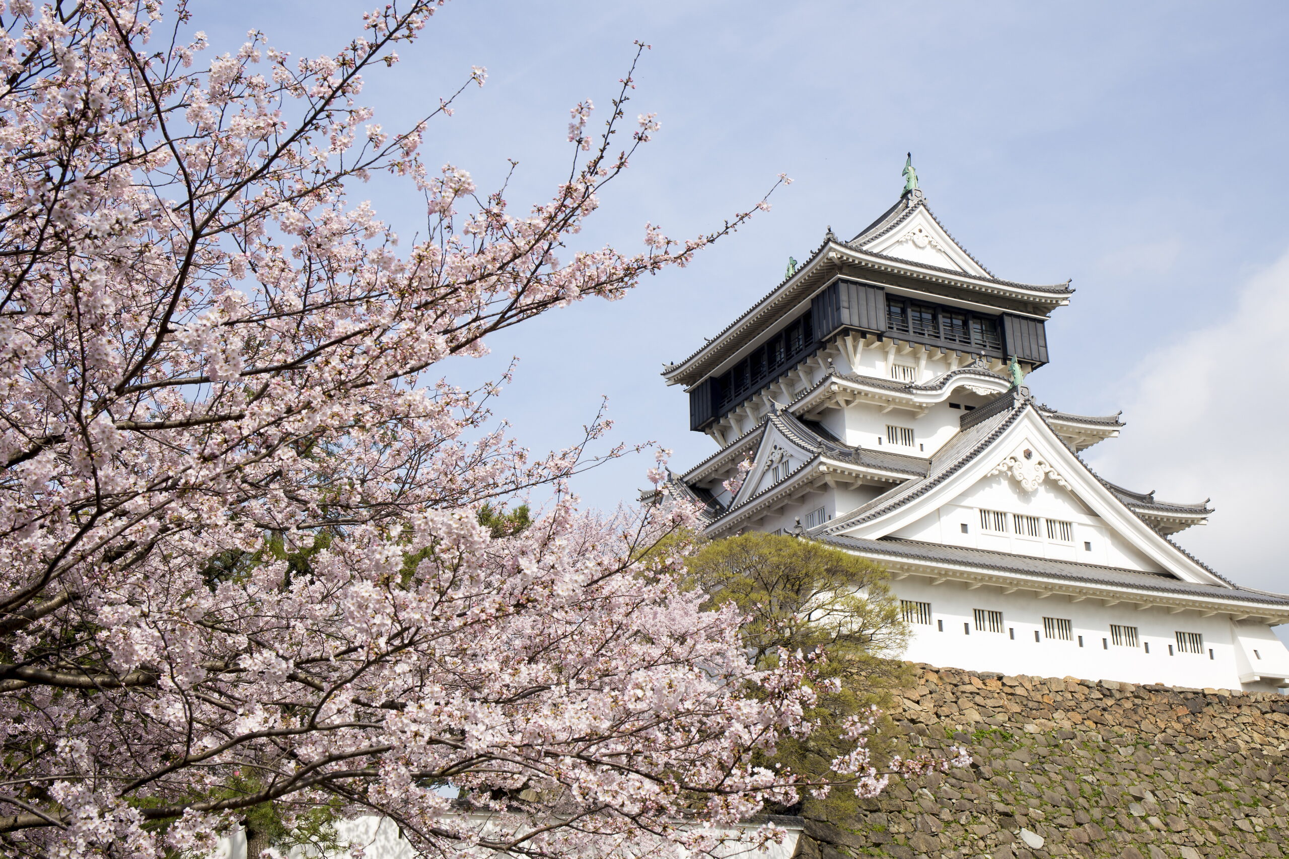 Cherry blossoms in bloom around Kokura Castle in Kitakyushu