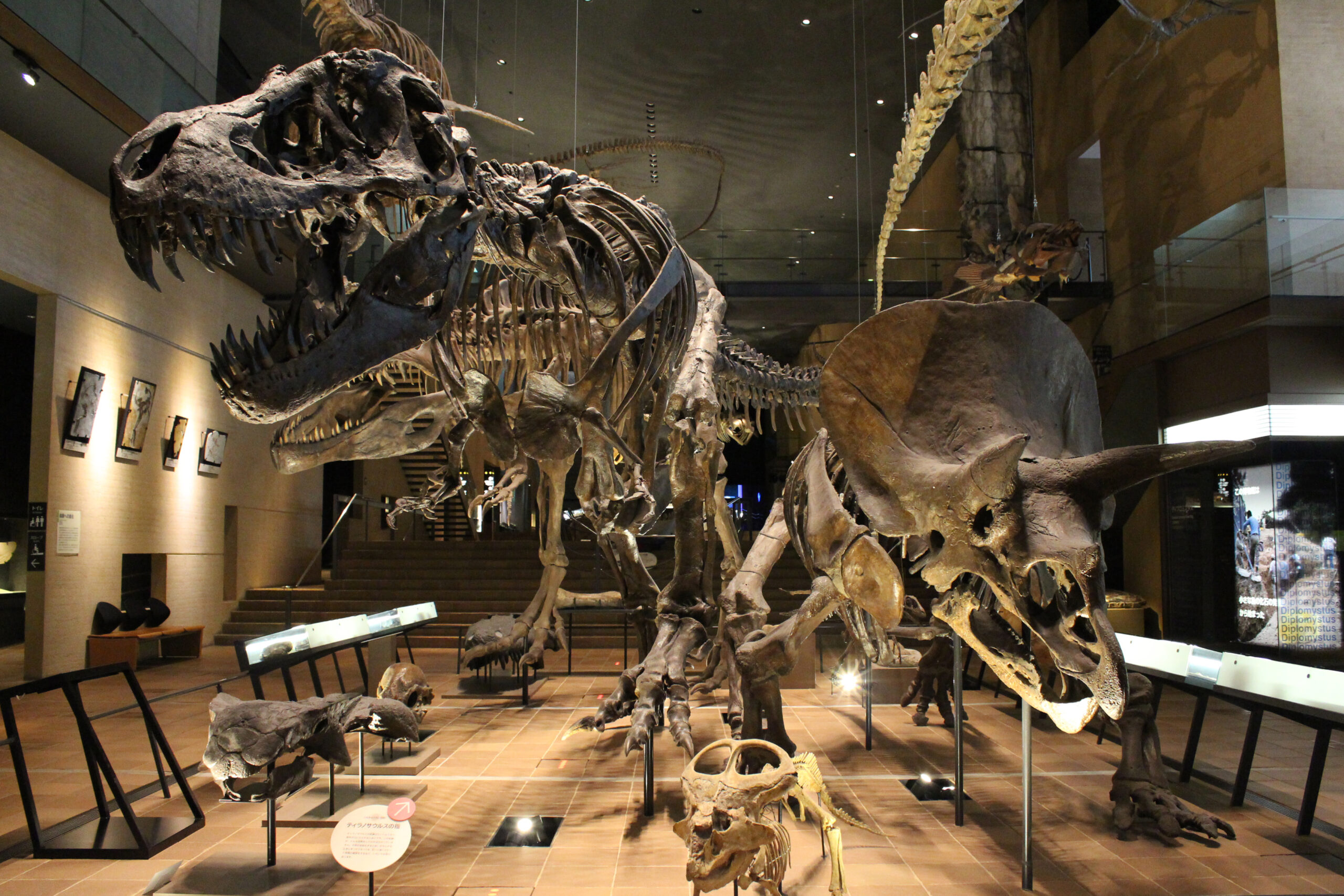 Life on Earth & the Story Behind Japan’s Modern Age