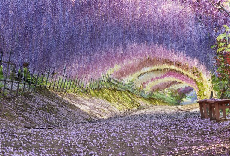 Kawachi Wisteria Garden